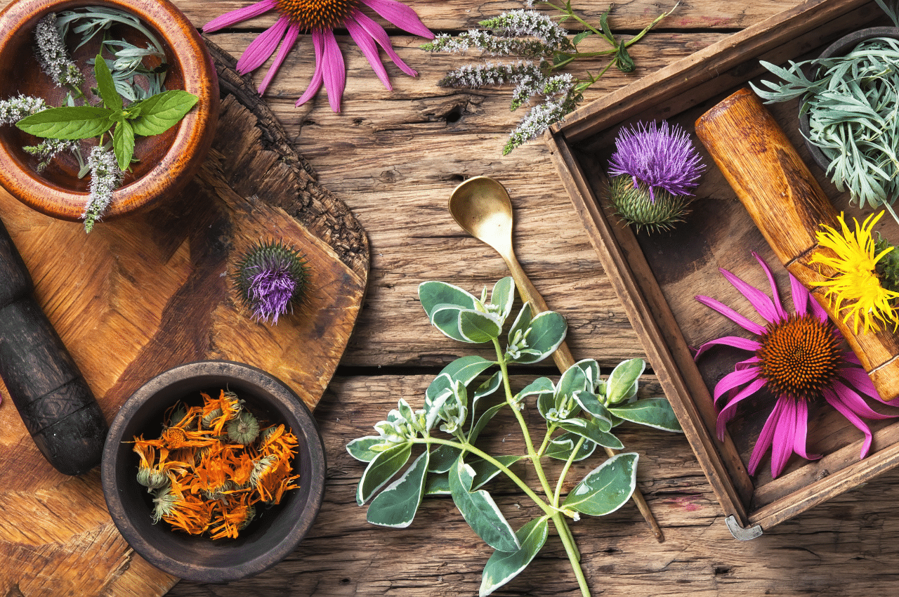 ciclo-di-vita-delle-piante-aromatiche